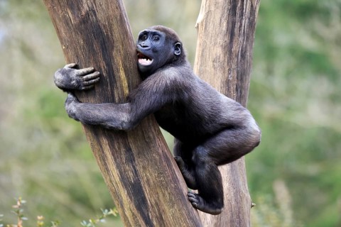 Western lowland gorilla (Gorilla gorilla gorilla)