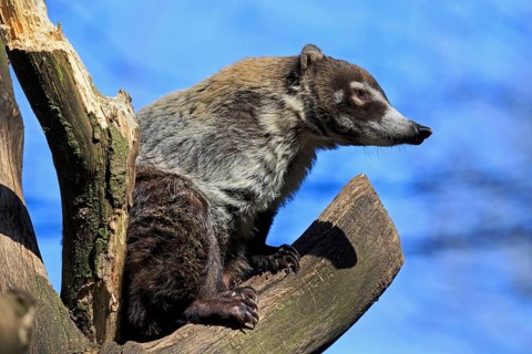 White-nosed coati or coatimundi (Nasua narica) on lookout