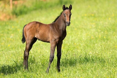 Thoroughbred horse