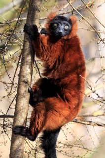 Red ruffed lemur (Varecia rubra) climbing