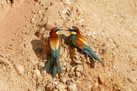 Bee-eater (Merops apiaster) at nesting wall
