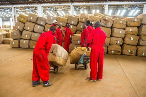 Sacks of dried tobacco leaves in a hall and local workers on a Tobacco auction