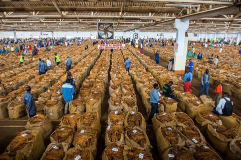 Local workers between huge bags with dried tobacco leaves in a hall on a Tobacco auction
