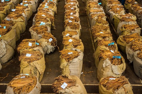 Huge bags of dried tobacco