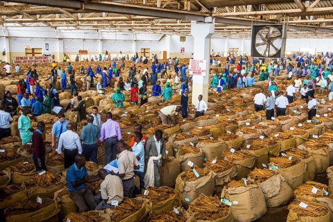Local workers between huge bags with dried tobacco leaves in a hall on a Tobacco auction