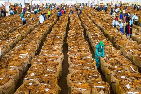 Local workers between huge bags with dried tobacco leaves in a hall on a Tobacco auction