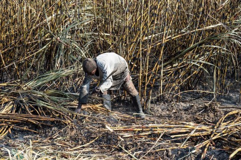 Sugar cane cutter in the burned sugar cane fields