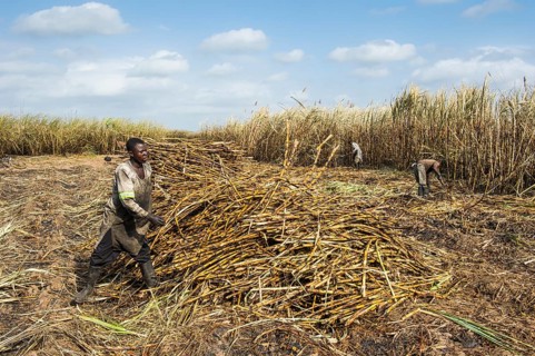 Sugar cane cutter in the burned sugar cane fields