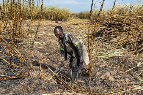 Sugar cane cutter in the burned sugar cane fields