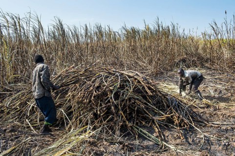 Sugar cane cutter in the burned sugar cane fields