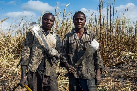 Proud sugar cane cutters in the burned sugar cane fields