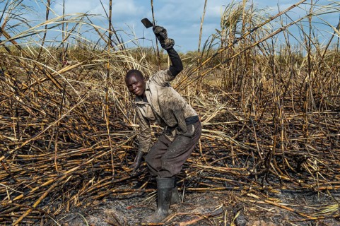 Sugar cane cutter in the burned sugar cane fields