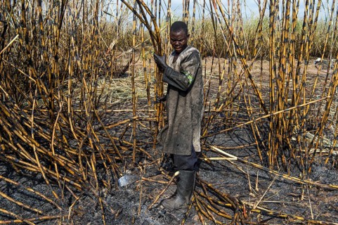 Sugar cane cutter in the burned sugar cane fields