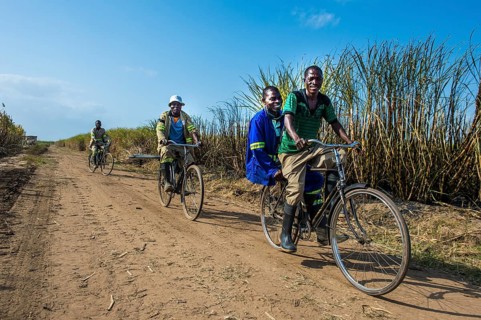 Sugar cane cutters on their way to work cycling through the sugar cane fields