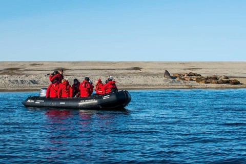 Tourists in a zodiac watching a walrus (Odobenus rosmarus) colony
