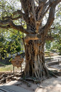 Magic Tree