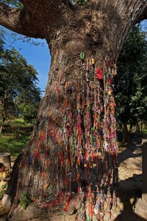 Killing Tree with bracelets in memory of killed children