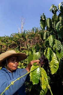 Worker picking ripe coffee beans