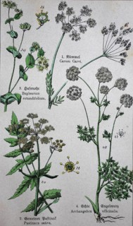 Apiaceae or Umbelliferae