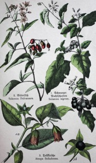 Poisonous plants