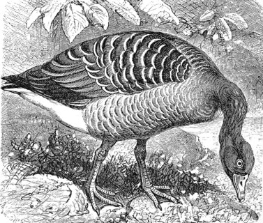 Greylag goose