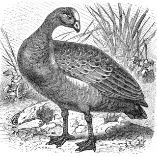 Cape Barren goose