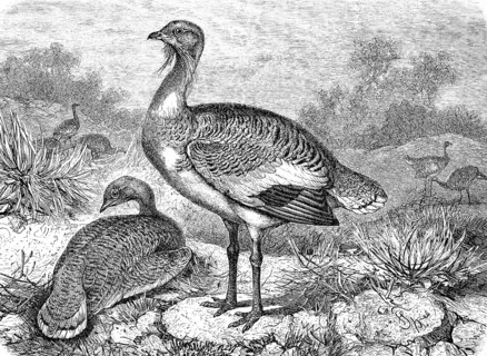 Great bustard