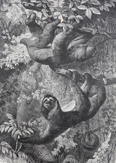 Sloth (Bradypus torquatus)