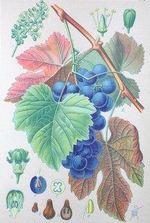 Common grape vine (Vitis vinifera)