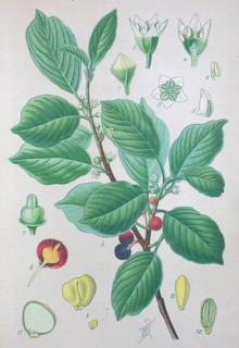 Alder buckthorn (Frangula alnus)