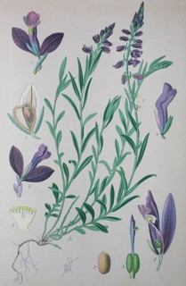 Common milkwort (Polygala vulgaris)