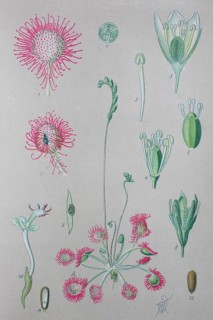 Common sundew (Drosera rotundifolia)