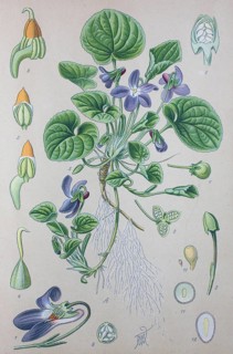 Wood violet (Viola odorata)