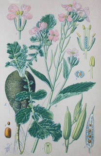 Wild radish (Raphanus raphanistrum sativus)