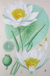 European white water lily (Nymphaea alba)