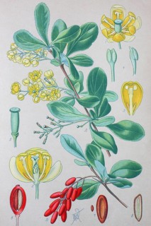 Common barberry (Berberis vulgaris)