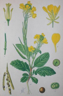 Field mustard (Sinapis arvensis)