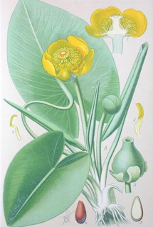 Yellow water-lily (Nuphar lutea)