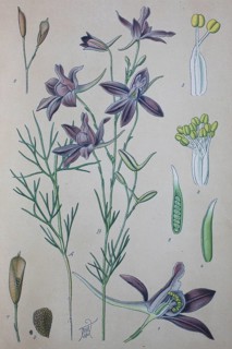 Forking larkspur (Consolida regalis)