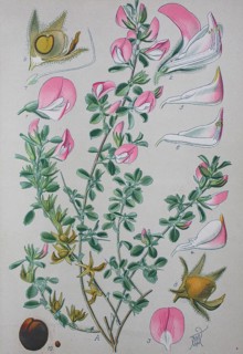 Common restharrow (Ononis repens)