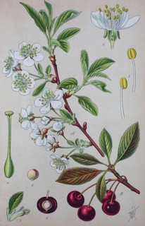 Sour cherry (Prunus cerasus)