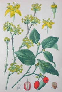 Cornelian cherry (Cornus mas)