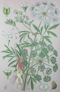 Cowbane (Cicuta virosa)