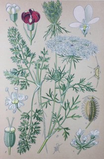 Wild carrot (Daucus carota carota)