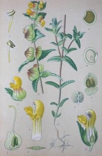 Greater Yellow-rattle (Rhinanthus angustifolius)