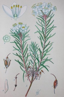 Marsh Labrador tea (Ledum palustre)