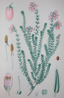 Cross-leaved heath (Erica tetralix)