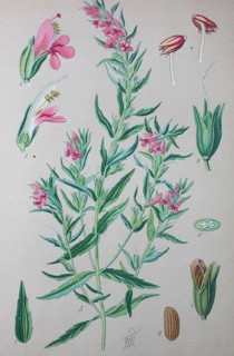 Red Bartsia (Odontites vulgaris)