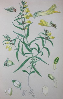 Common cow-wheat (Melampyrum pratense)
