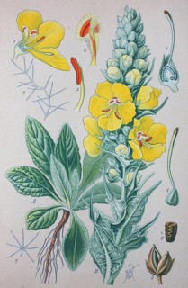 Great mullein (Verbascum thapsus)
